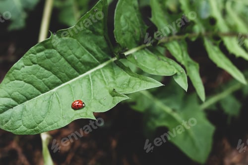 Preview: A red ladybug sits on a green leaf.