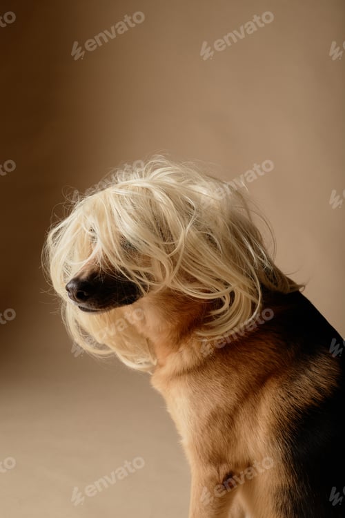 Preview: Dog with Long Blonde Wig Facing Sideways