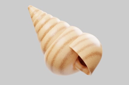 Preview: Large Striped Seashell