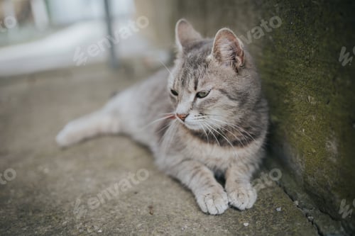 Preview: Portrait of a cute domestic cat lying by the wall