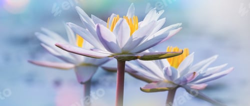 White Lotus Flower Close Up in Soft Light
