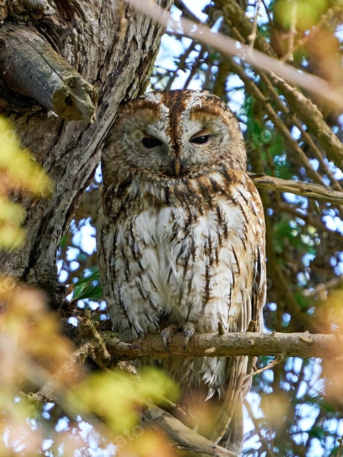 Preview: Tawny owl (Strix aluco)