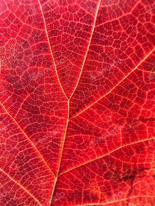 Preview: Macro view of autumn red leaf