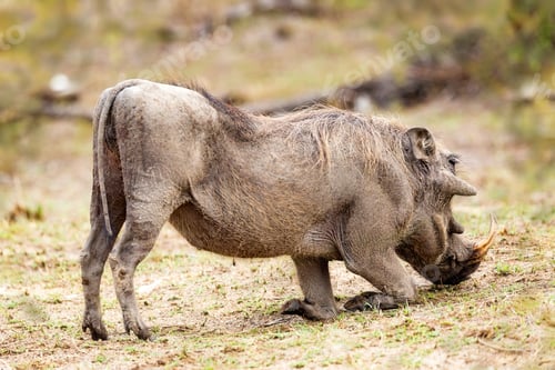 Preview: Warthog Grazing in Africa