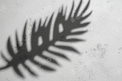 Preview: Shadow of a Fern Leaf Cast on a Textured White Wall During Daylight