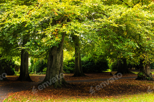Sunlight Through Trees with Autumn Leaves on Ground