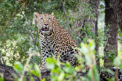 Preview: A leopard, Panthera pardus, sits on a log and looks up, surrounded by greenery