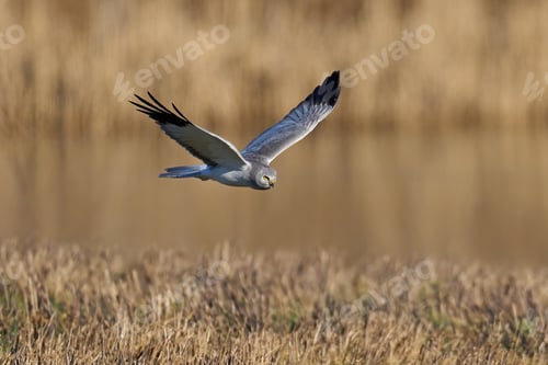 Preview: Hen harrier (Circus cyaneus)