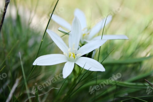 Preview: Flower