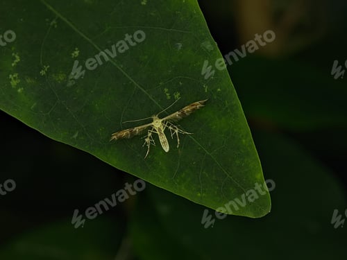 Preview: Cnaemidophorus rhododactyla on green leaf.
