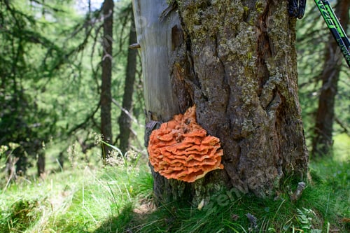 Preview: Orange mushroom