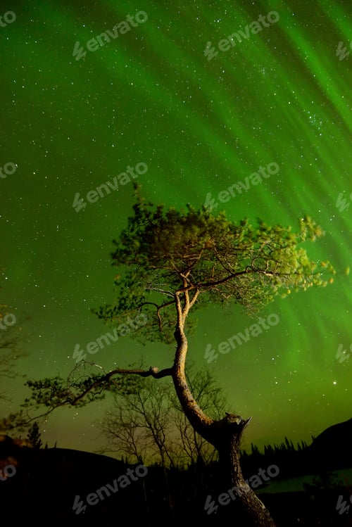 Preview: Aurora borealis above tree at Polygonal Lakes at night, Khibiny mountains, Kola Peninsula, Russia