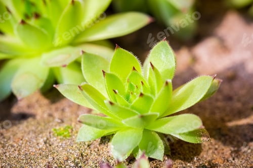 Preview: young green sempervivum closeup