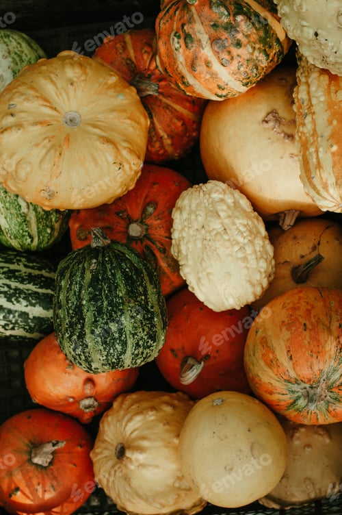 Preview: Different sorts and colors of pumpkin harvest outdoor