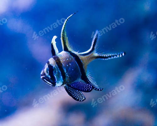 Preview: Colorful fish in aquarium