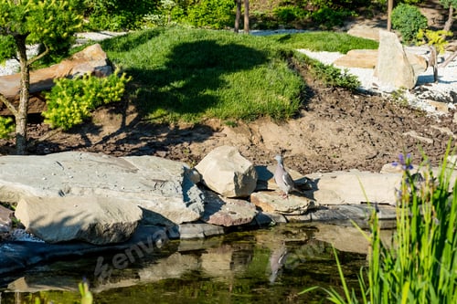Preview: dove standing on rocks near calm pond in summer at sunlight
