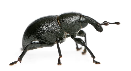 Preview: Beetle, Liparus dirus, larva in front of white background