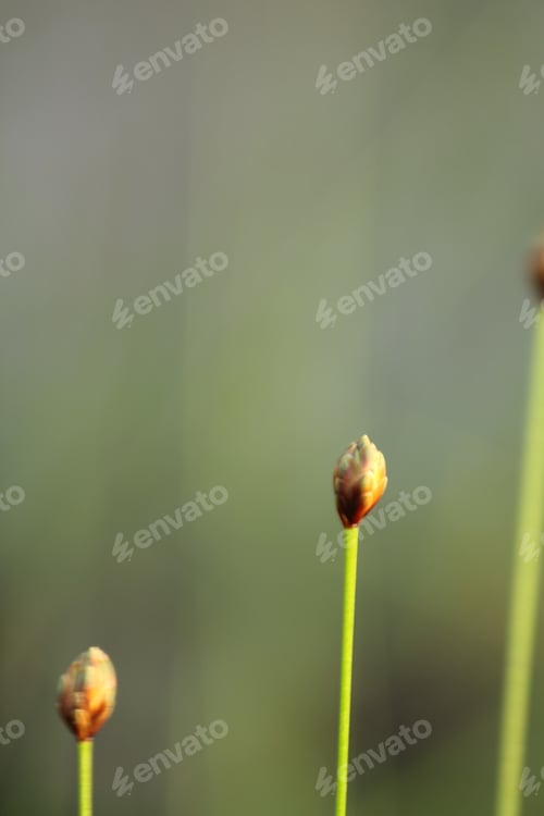 Preview: XYRIDACEAE in nature with yellow flowers.