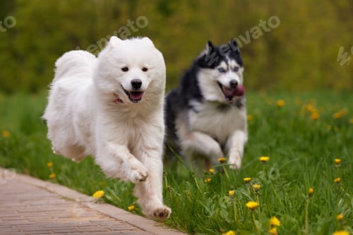 Preview: Two fluffy purebred dogs: a white samoyed arctic spitz and a black and white siberian husky run