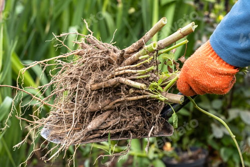 Preview: Hands hold dahlia tubers, just dug out of the ground for winter storage.