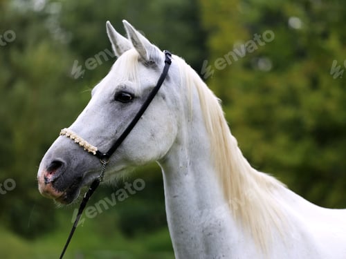 Preview: arabian, horse, mare, stallion, riding