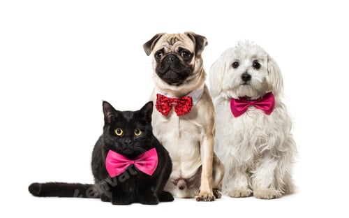 Preview: Mixed-breed cat, Pug in red bow tie sitting, Maltese dog, in front of white background