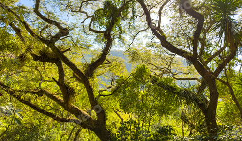 Preview: Guatemala Jungle Canopy