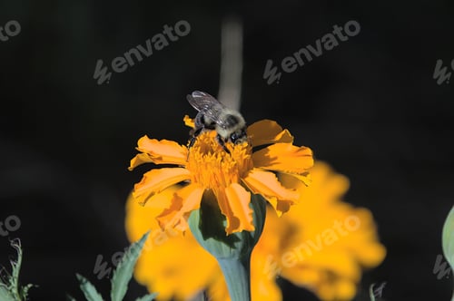 Preview: Closeup shot of a honey bee pollinating an orange marigold flower