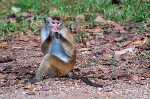 Preview: Sri-Lankan toque macaque or Macaca sinica in wild