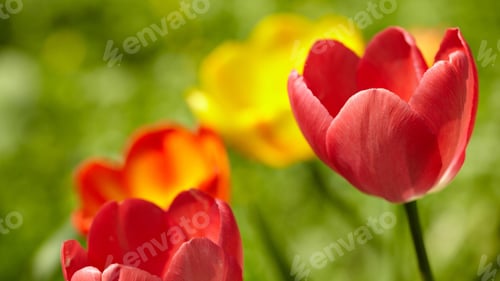 Preview: Tulips, petal, lovely, wallpaper, background