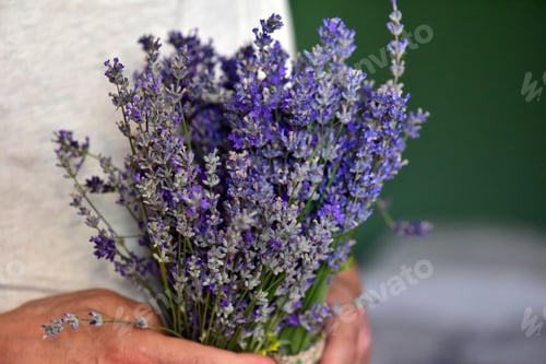 Visualização: Buquê de flores frescas de lavanda nas mãos dos homens