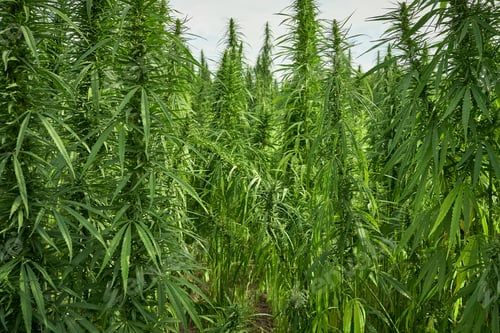 Preview: marijuana leaves cannabis plants in the farm background