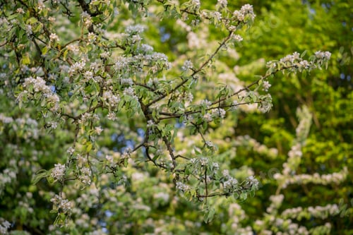 Preview: Beautiful apple blossom