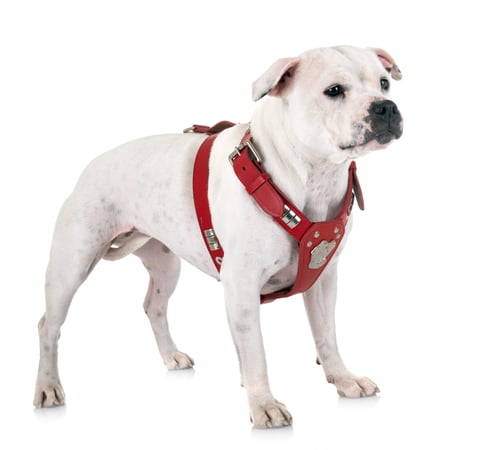 Preview: staffordshire bull terrier