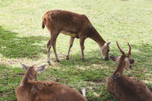 Preview: Young roe deer buck / capreolus capreolus / standing on the meadow and watching.