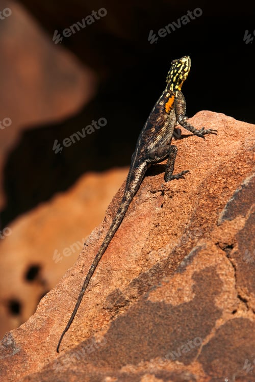 Preview: Namibian Rock Agama (Agama planiceps) in Damaraland, Namibia.