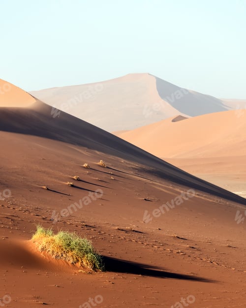 Preview: Orange sand dunes and dry thorny bushes in Namib desert