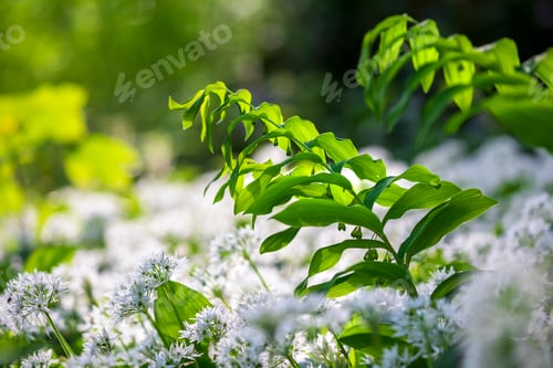Preview: wild garlic and wilfflowers in forest