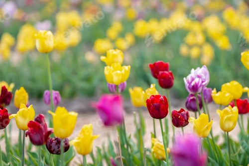 Preview: Many colorful tulips tulips in a flowering field in the springtime. Selective focus