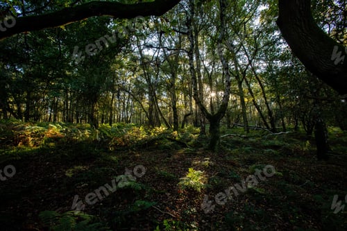 Preview: Sunlit Forest Scene with Green Foliage and Trees