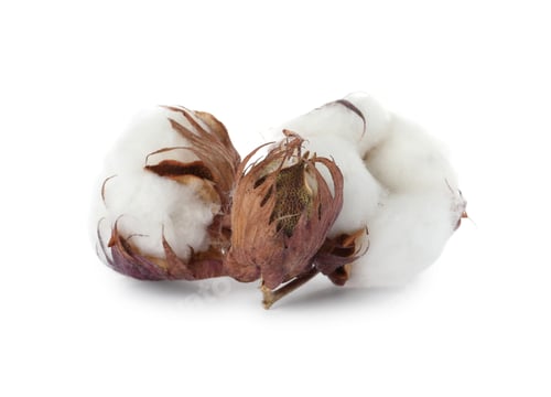 Preview: Beautiful fluffy cotton flowers on white background