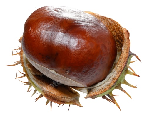 Vorschau: Frische Rosskastanie Aesculus hippocastanum in einer offenen, stacheligen grünen Schale