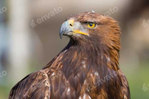 Preview: Closeup shot of a brown eagle with blurred background