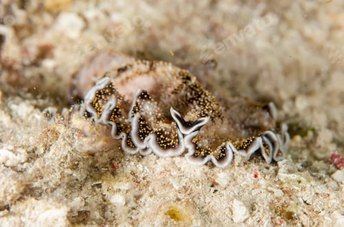 Preview: Underwater macro photography of marine animals