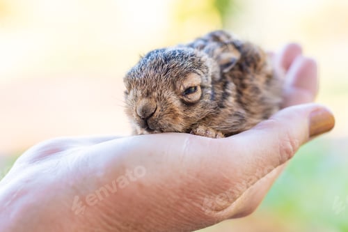 Preview: Baby Hare