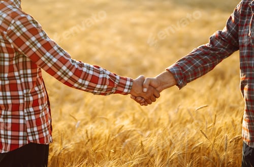 Preview: Handshake. Two farmer standing in a wheat field and shake hands on sunset. Harvesting concept.