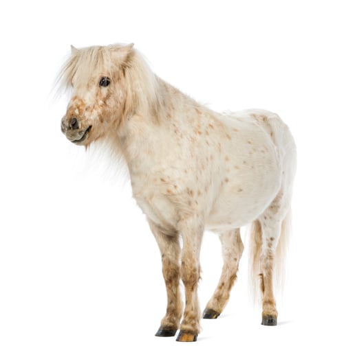 Preview: Shetland in front of white background