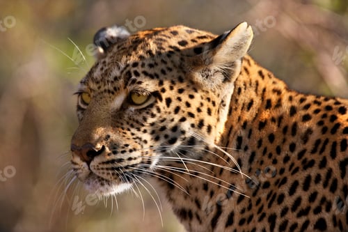 Preview: Leopard - Savuti - Botswana