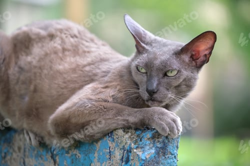 Preview: Big gray angry looking Sphinx breed stray cat resting on steet outdoors in summer
