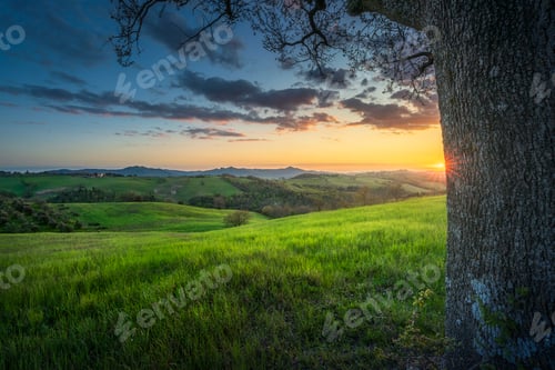 Preview: Sunset Over Rolling Hills and Lone Tree in Val di Cecina, Pomarance, Tuscany